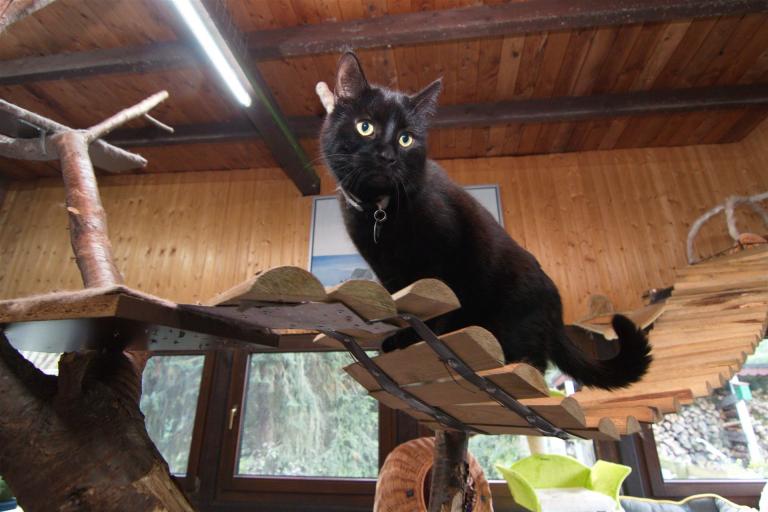 Katze auf Brücke Nahaufnahme
