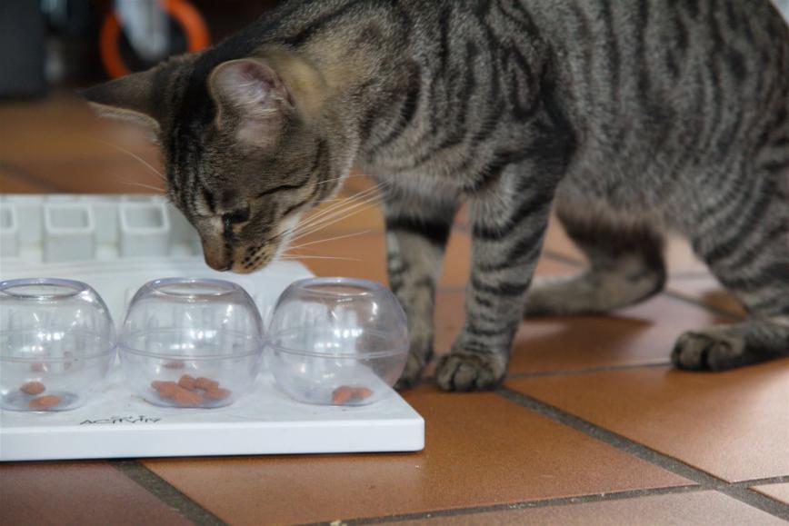 Katze vor Spielstation