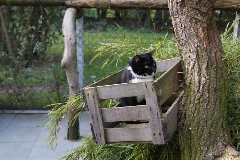 Weinkiste mit Katze im Kratzbaum
